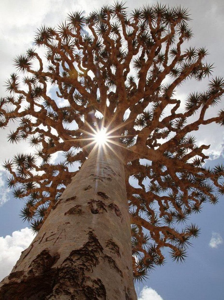 фото необычных деревьев мира