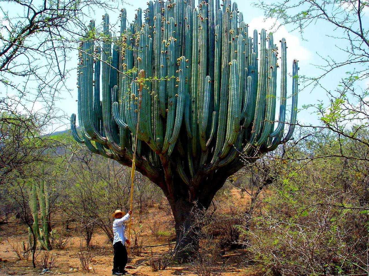 Деревья мексики