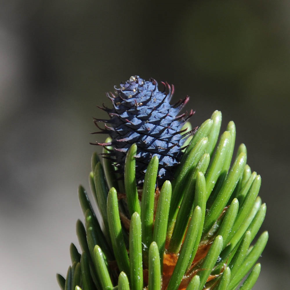 Сосна остистая Pinus aristata