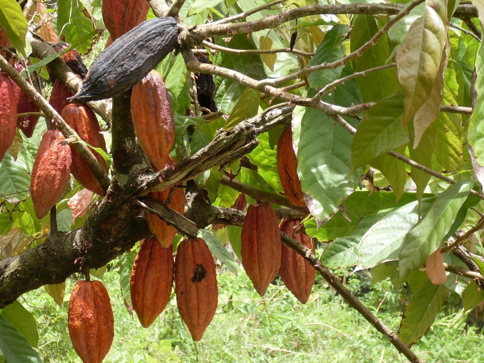Дерево какао Южной Америки