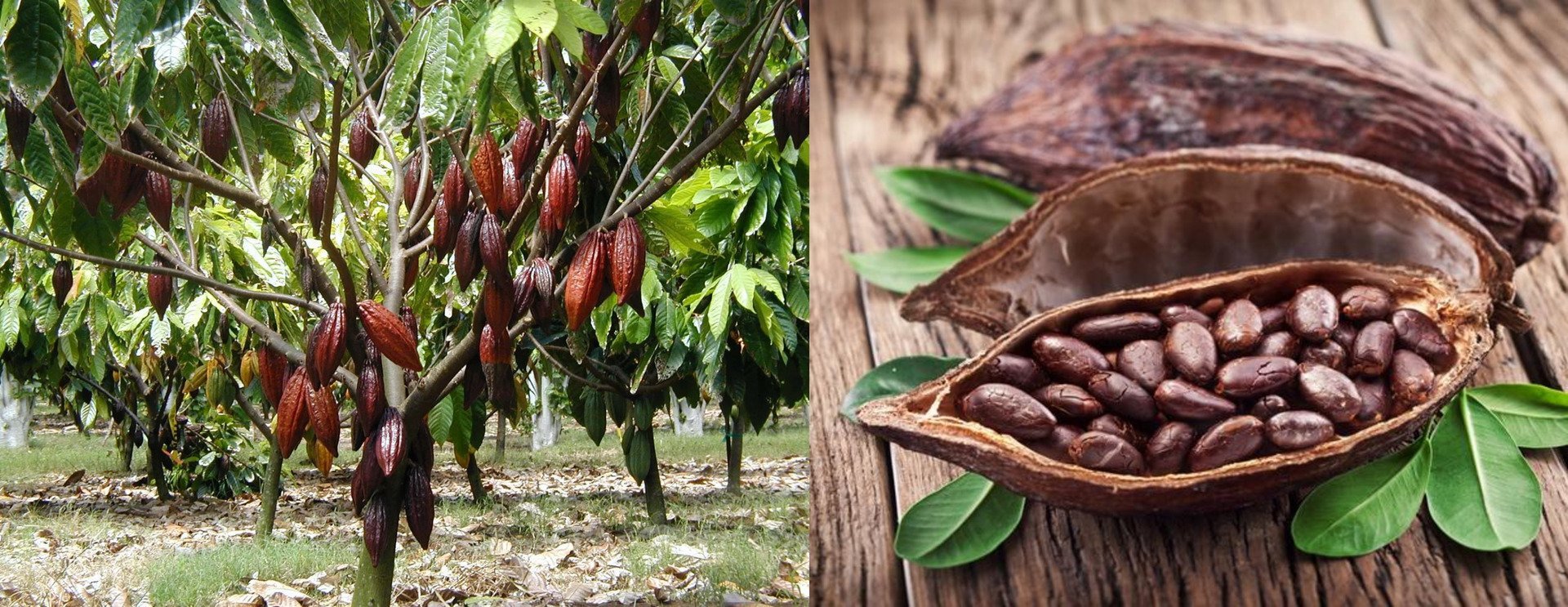 Южная Америка плантации какао