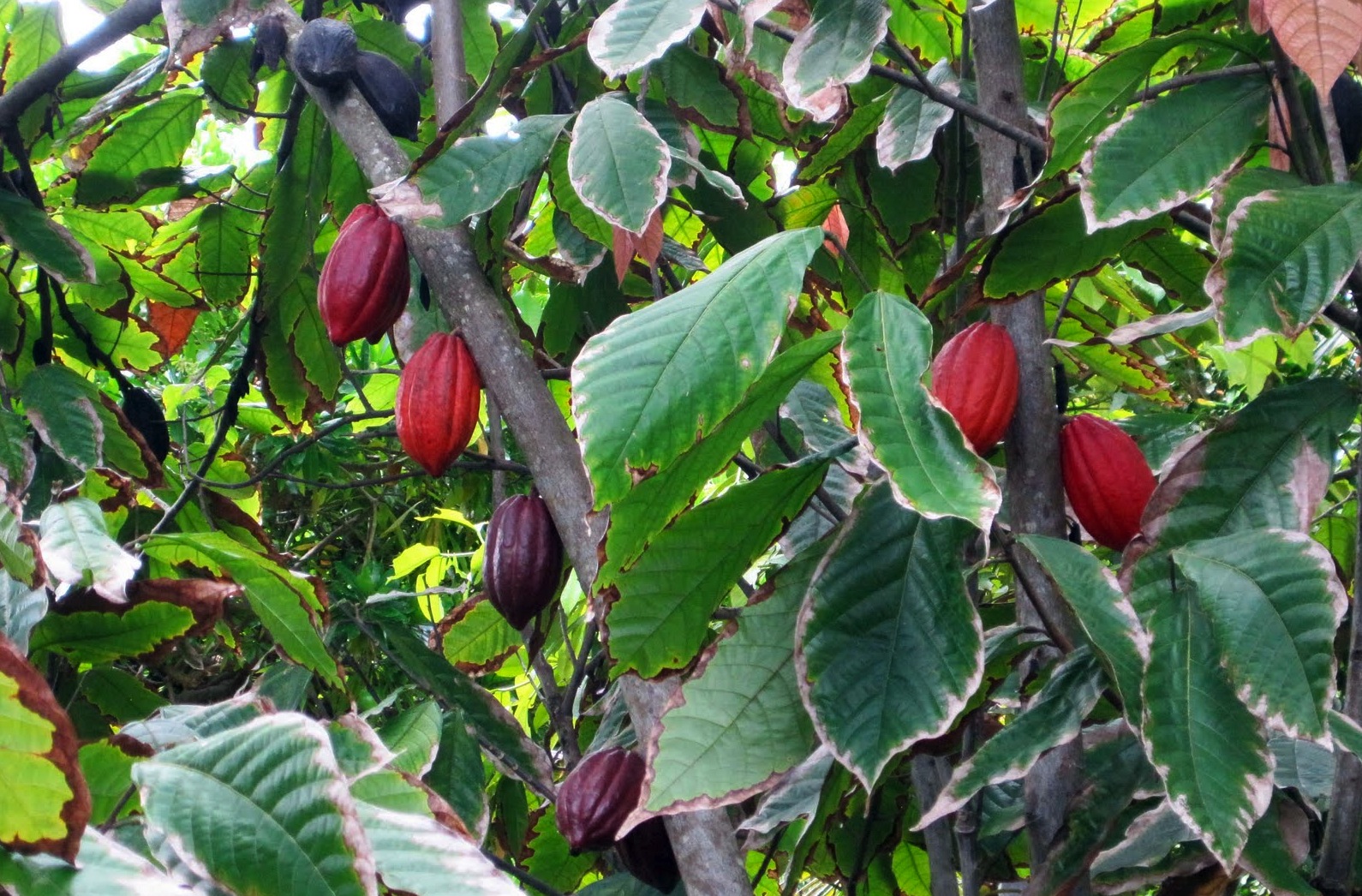 Какао-дерево