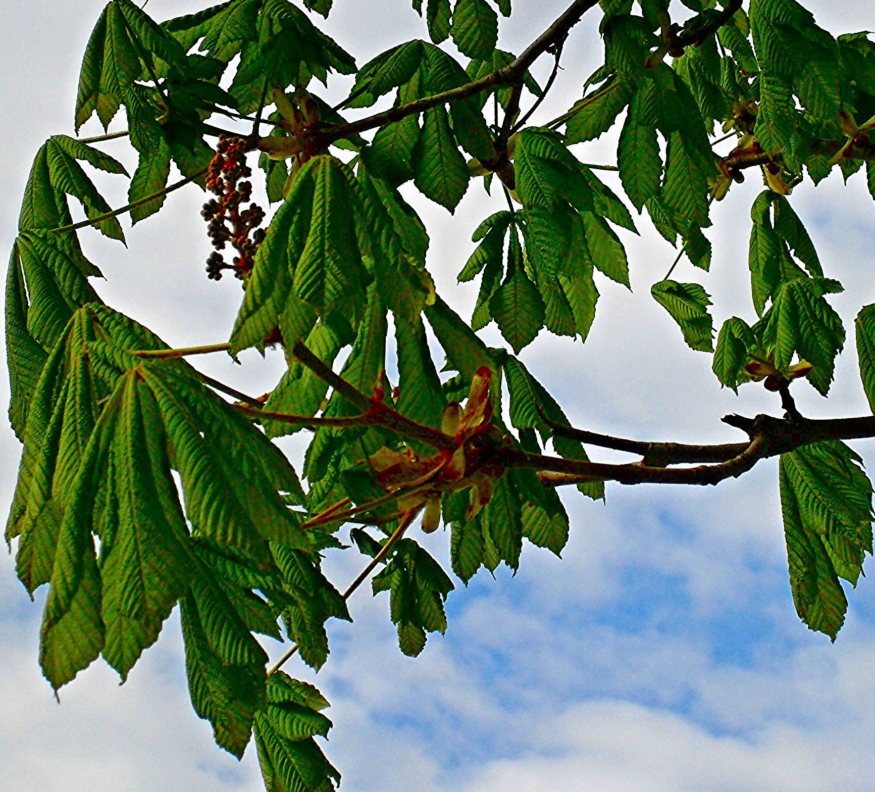 Каштановое дерево фото с плодами