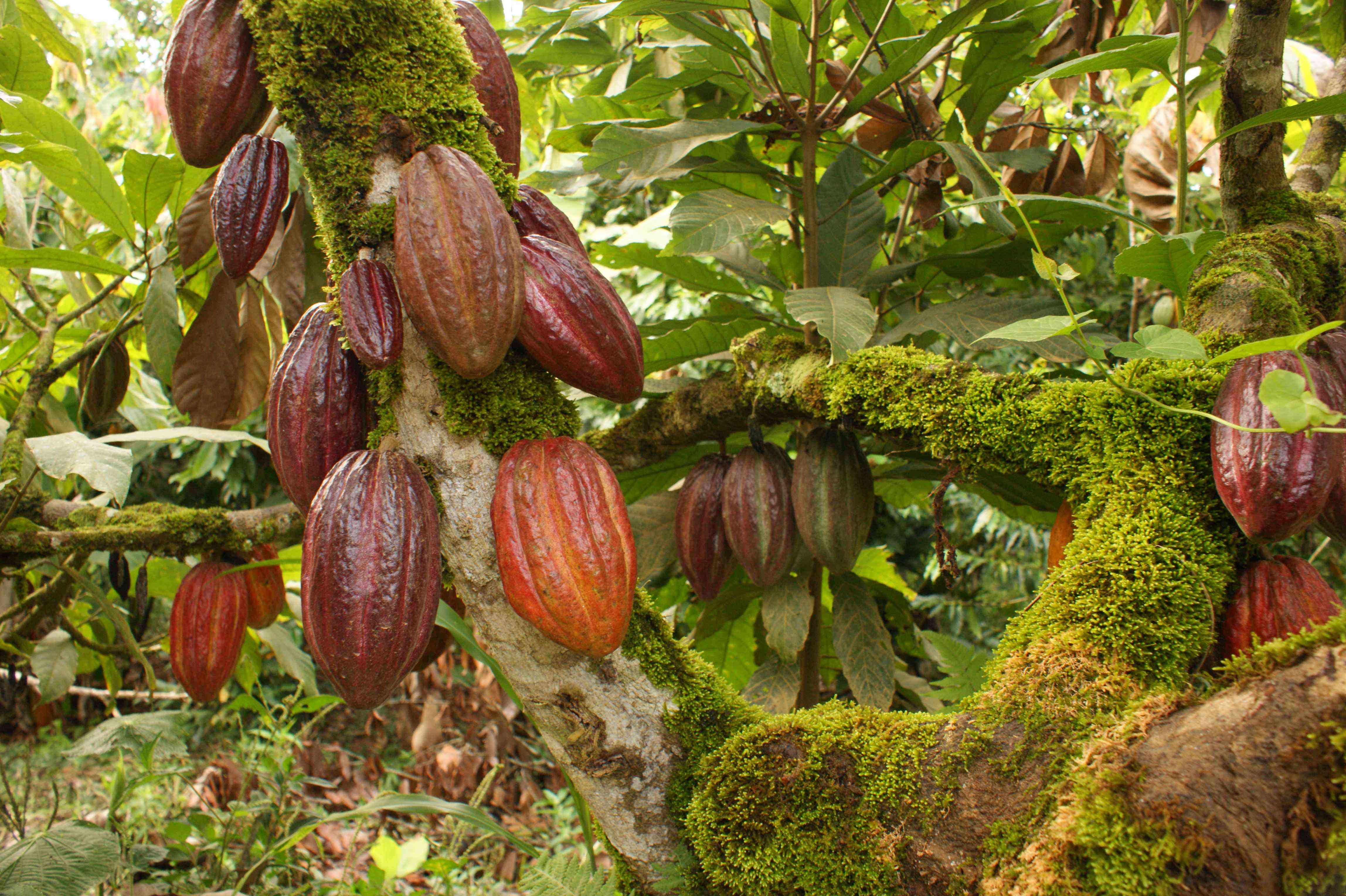 Дерево какао Амазония