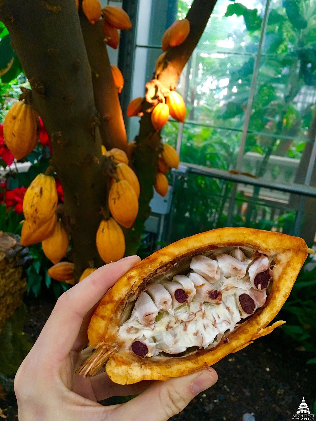 Какао (Theobroma Cacao)