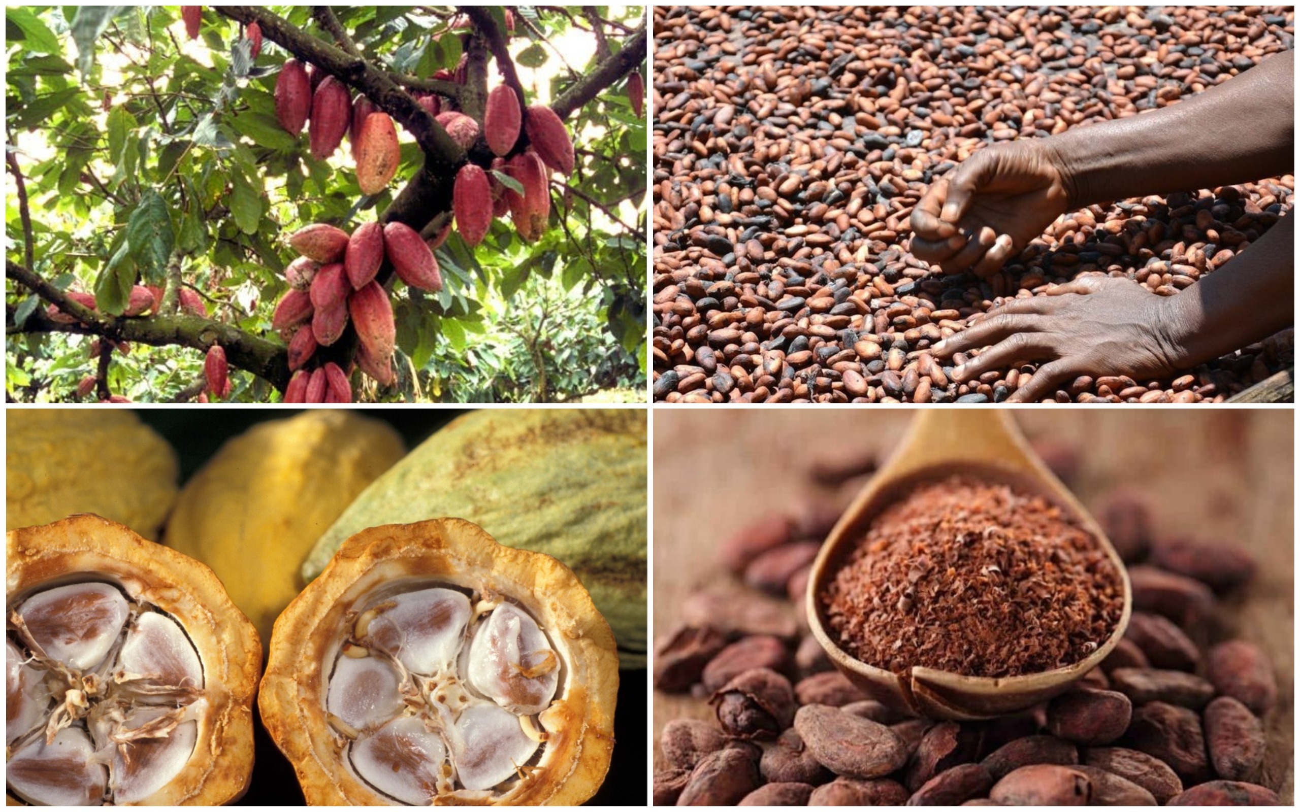 Какао бобы дерево где растут фото