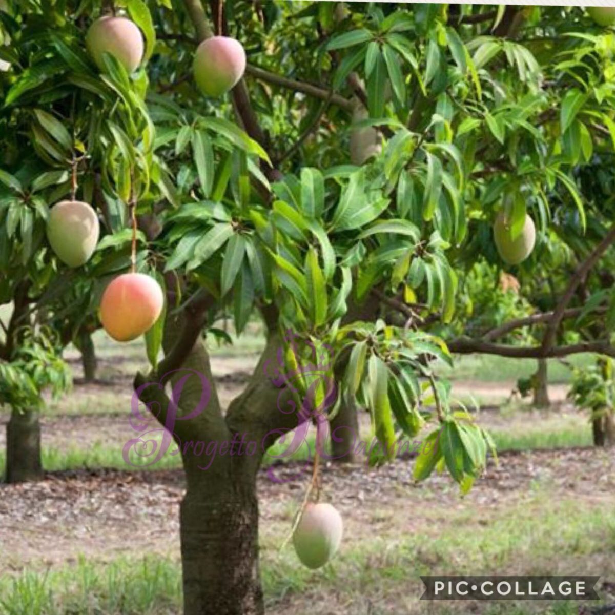 манговое дерево дота 2 фото 14