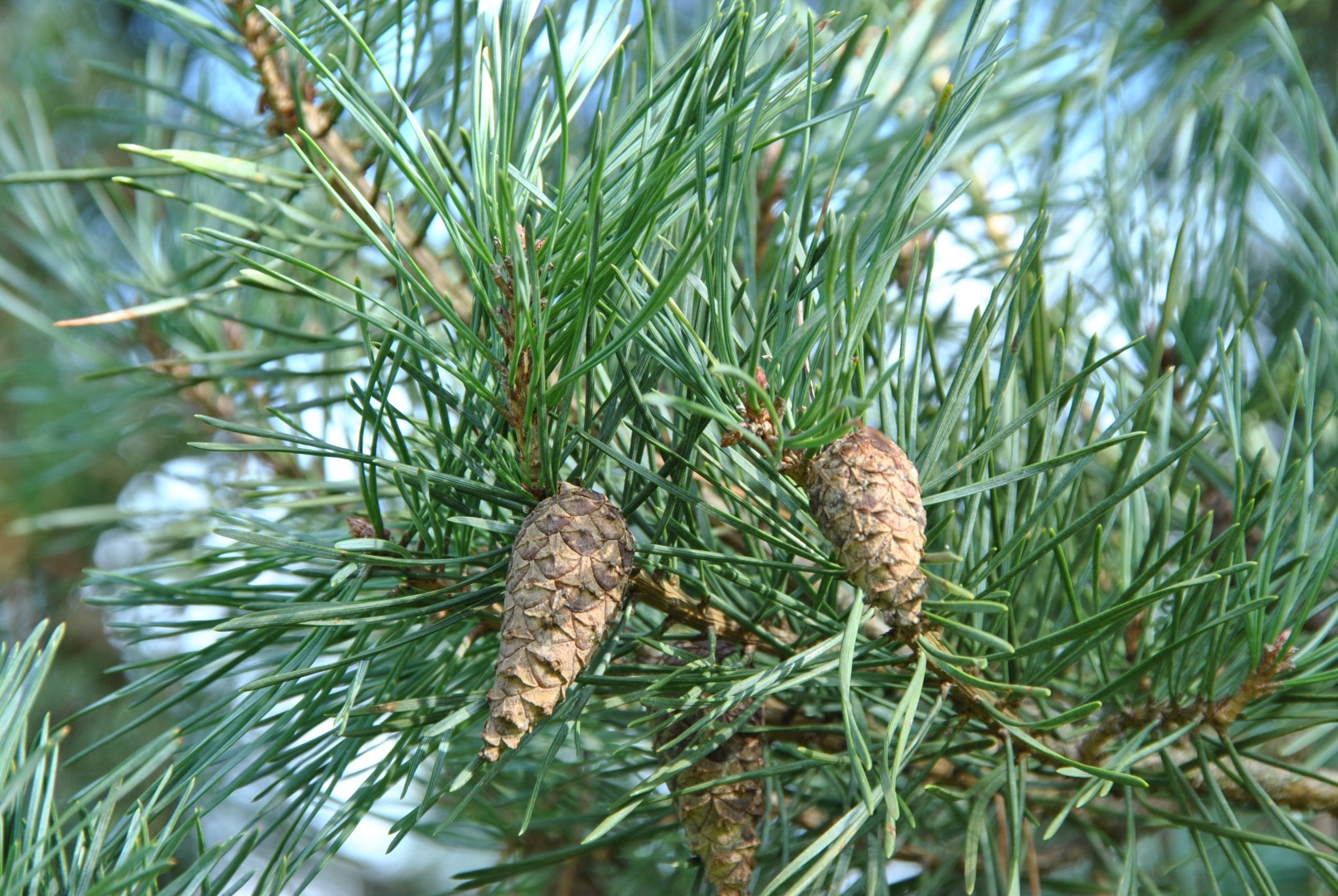 Сосна Pinus Sylvestris