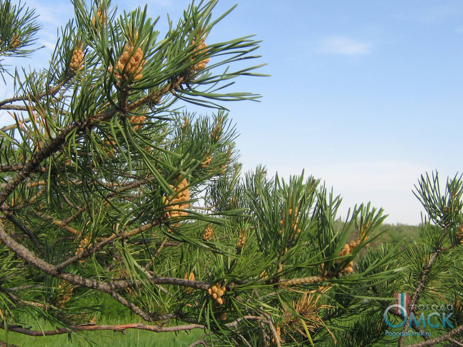 Сосна обыкновенная - Pinus Sylvestris семейство сосновые - Pinaceae