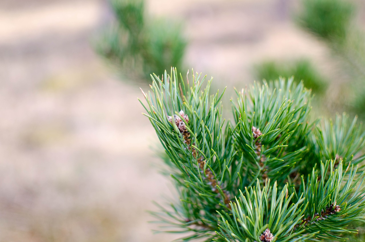 Сосна обыкновенная фото зимой Pinus Sylvestris