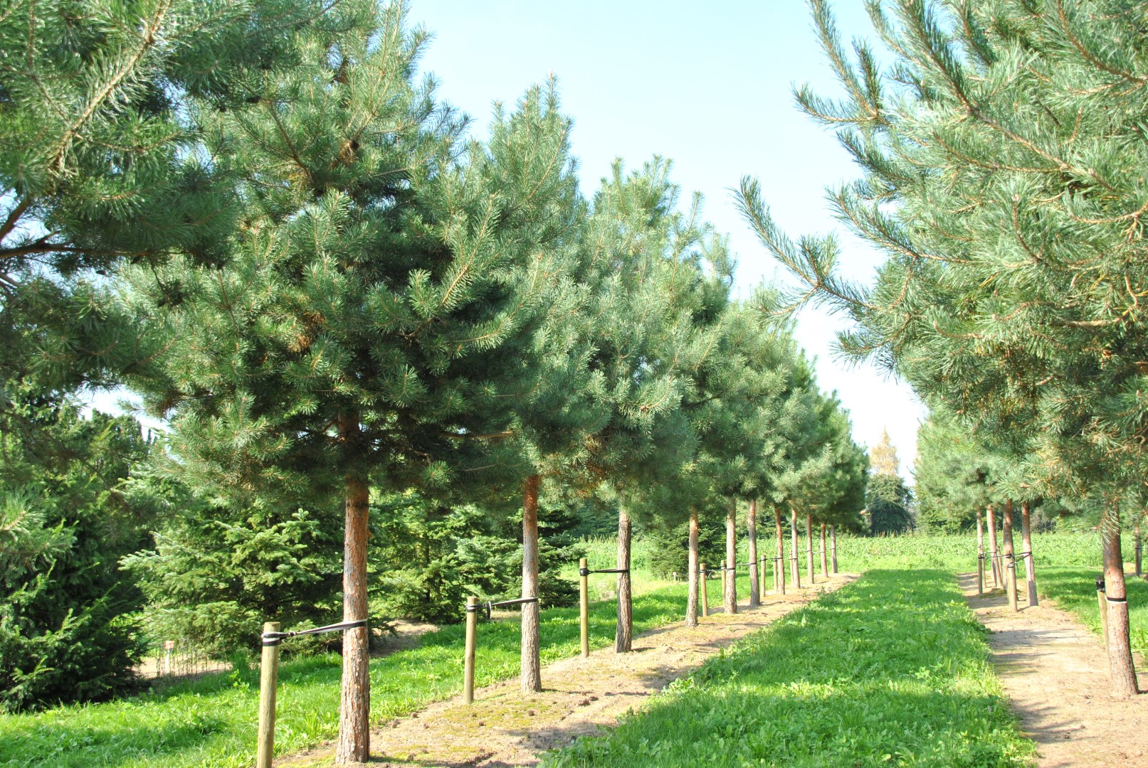 Обыкновенную лесную сосну (Pinus Sylvestris)