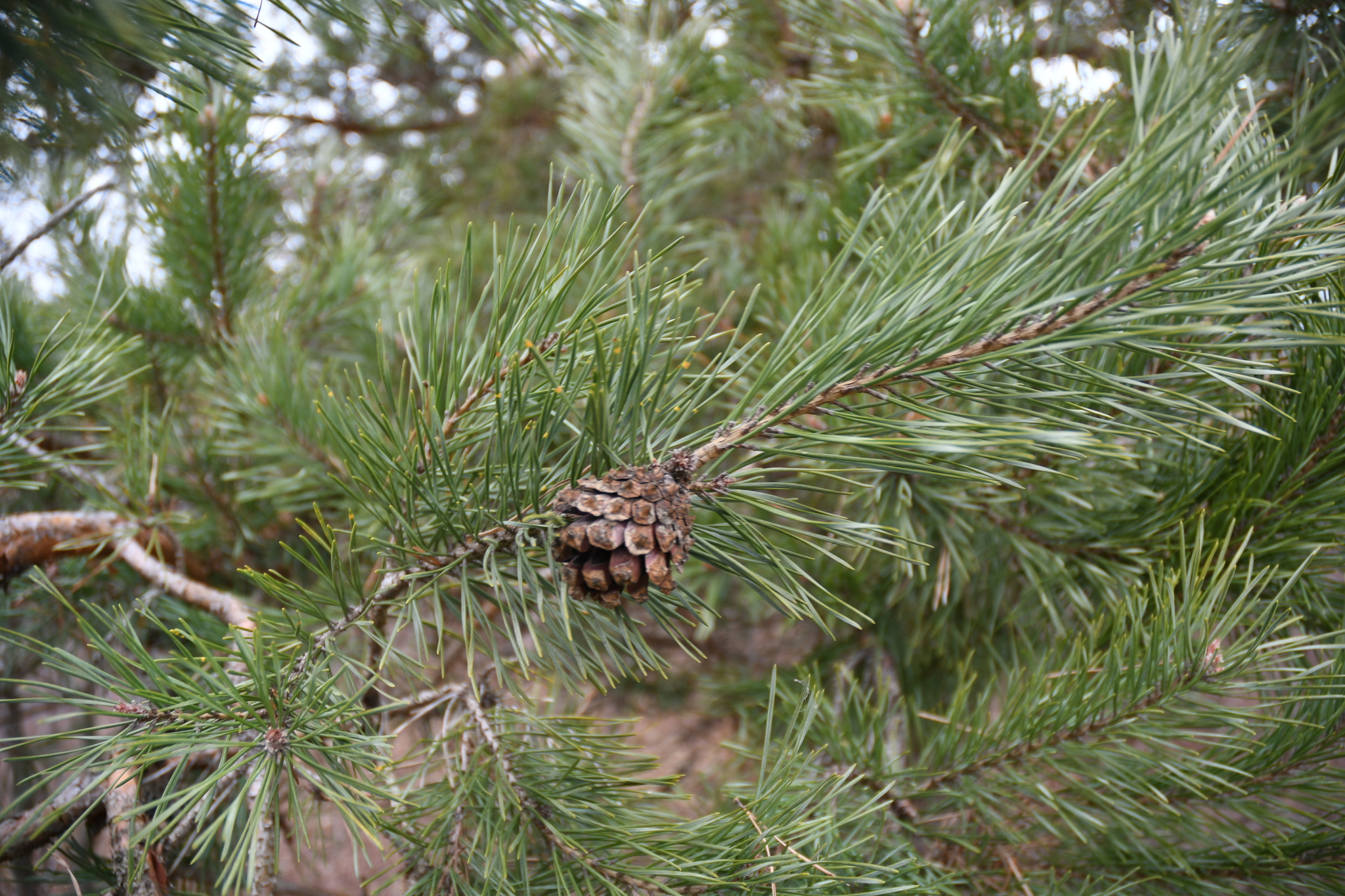 Сосна Pinus Sylvestris
