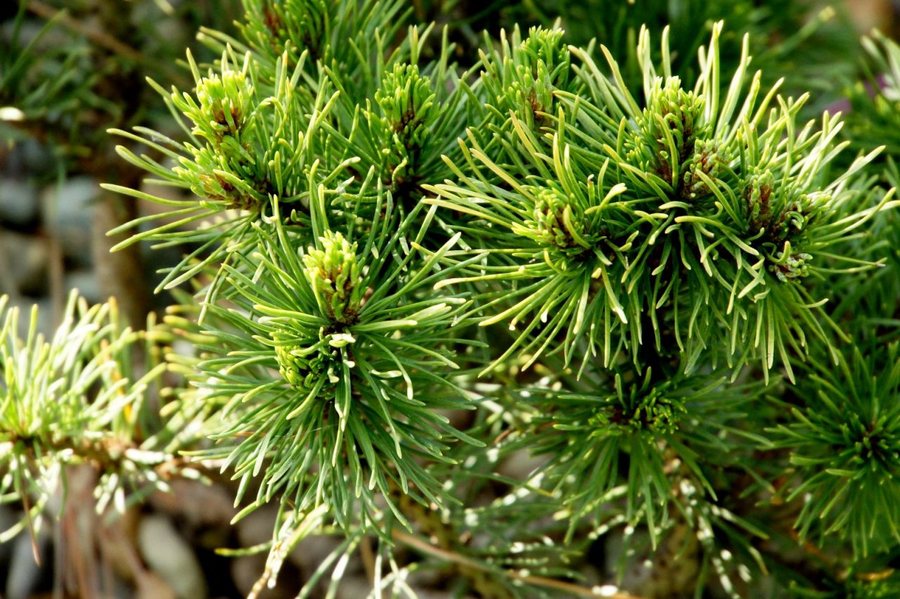 Pinus mugo Alpenhexe