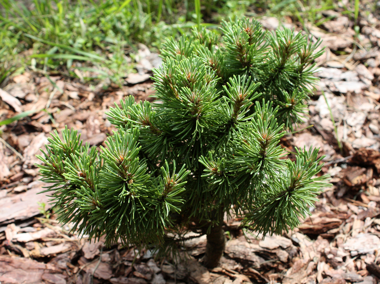 Pinus uncinata 'San Sebastian'