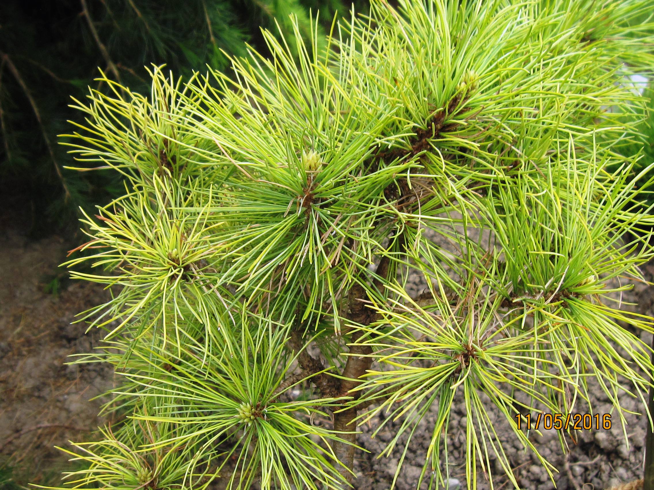 Pinus peuce 'Cesarini'