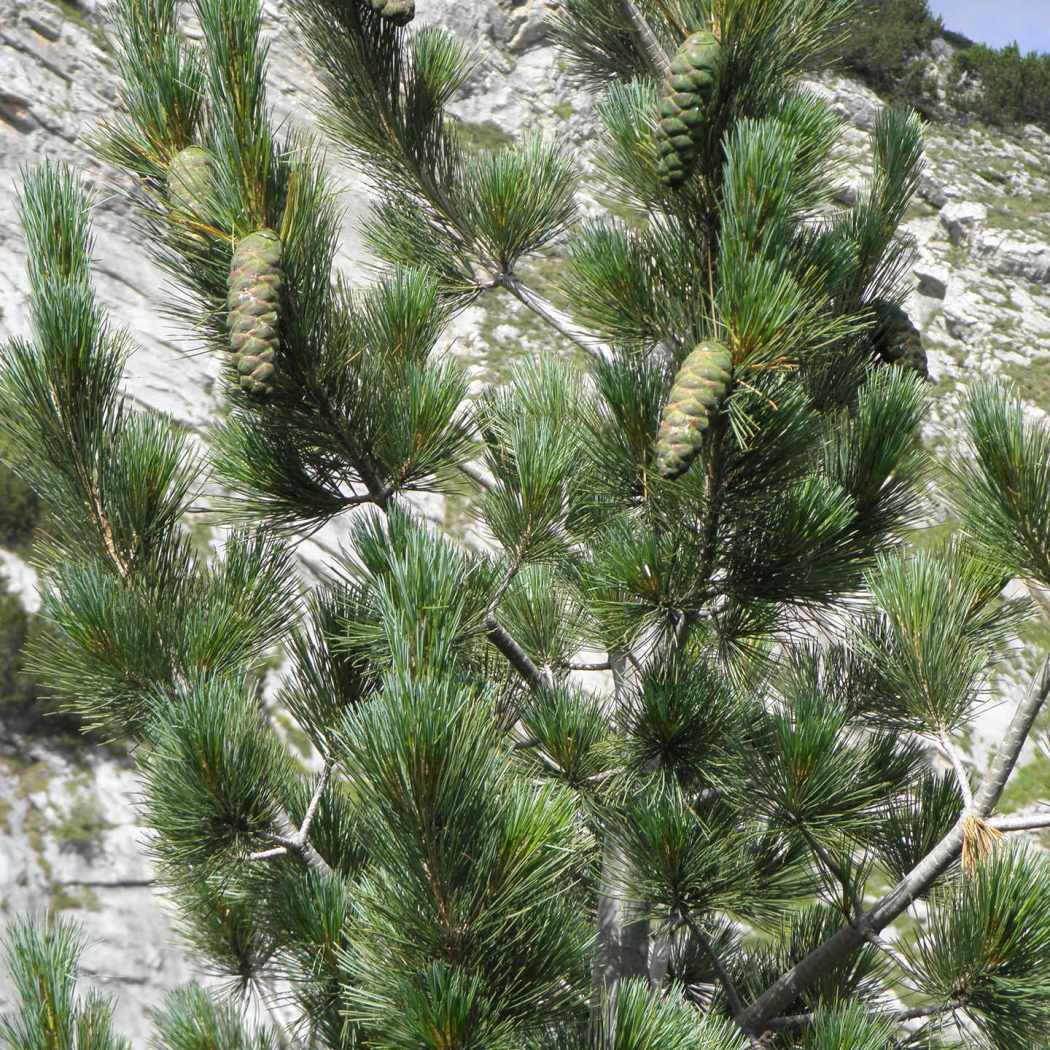 Сосна румелийская Pinus peuce