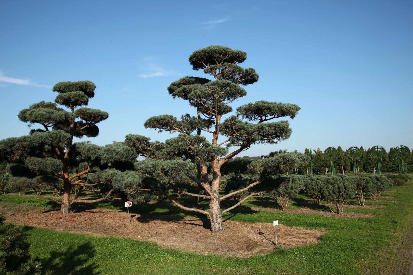 Pinus nigra ниваки
