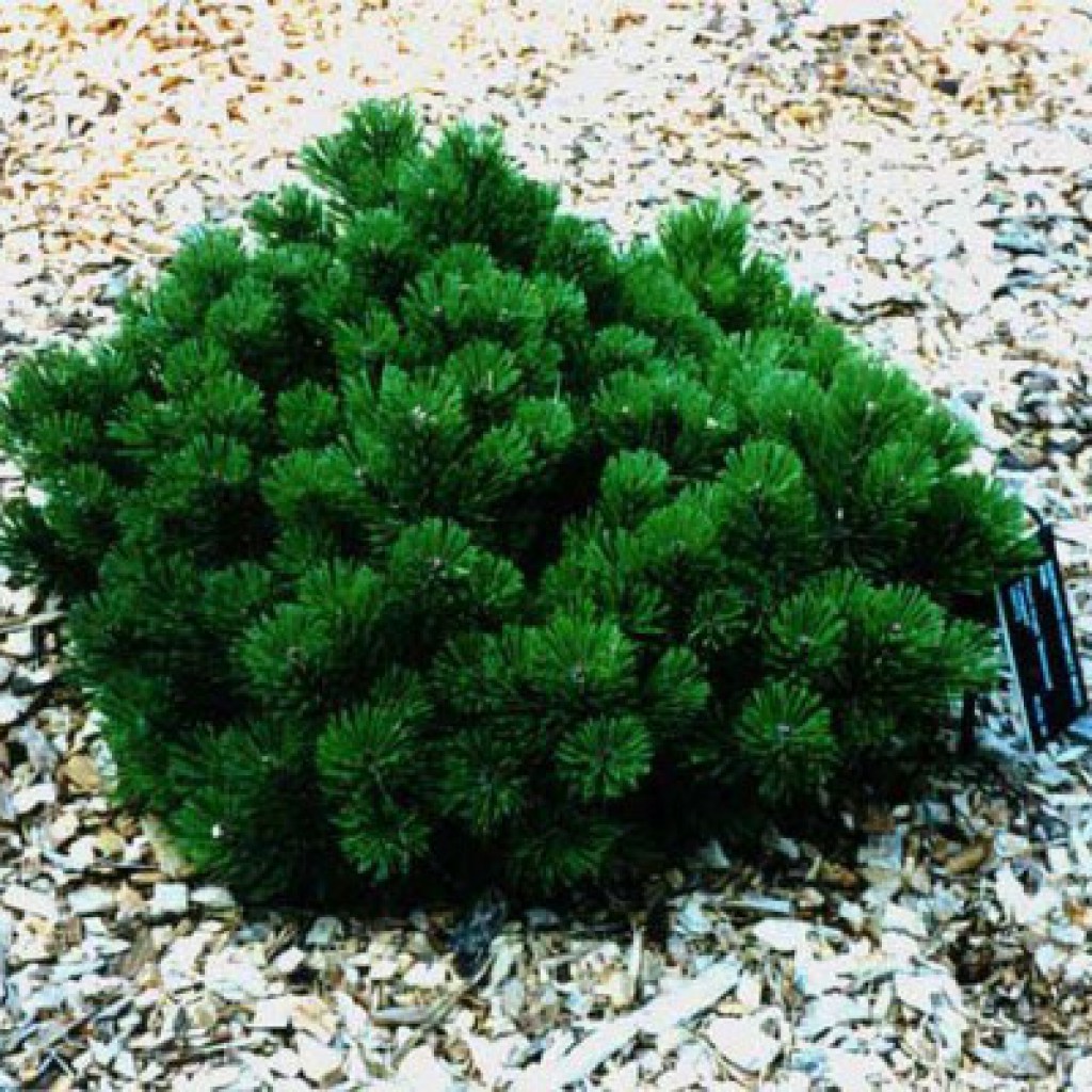Сосна Горная Шервуд компакт (Pinus mugo Sherwood Compact)