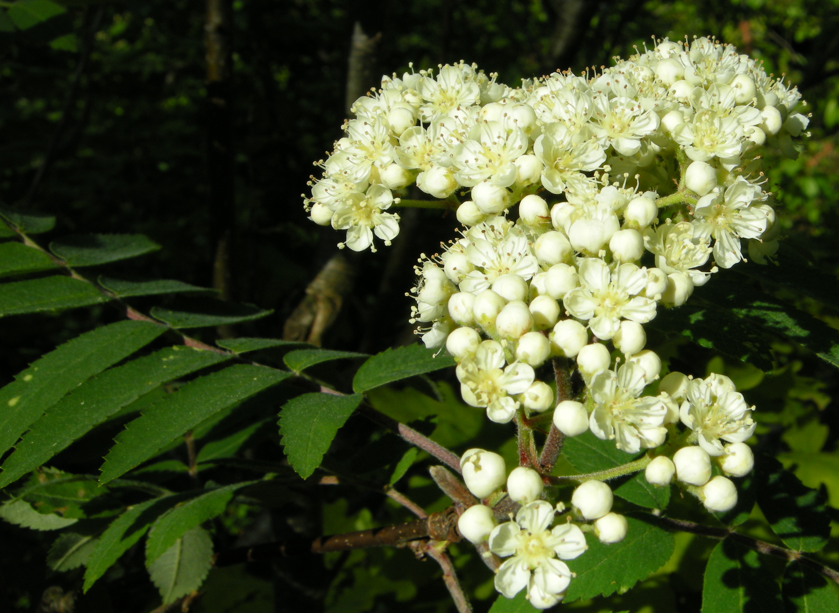 Sorbus aucuparia l. цветок