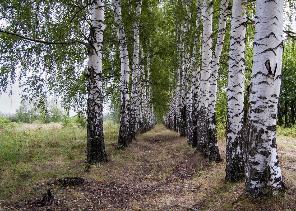 Березовый лес Великий Новгород