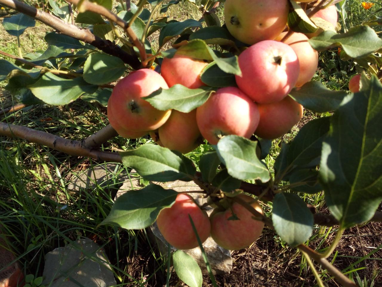 Сорт яблони аленушка фото и описание сорта