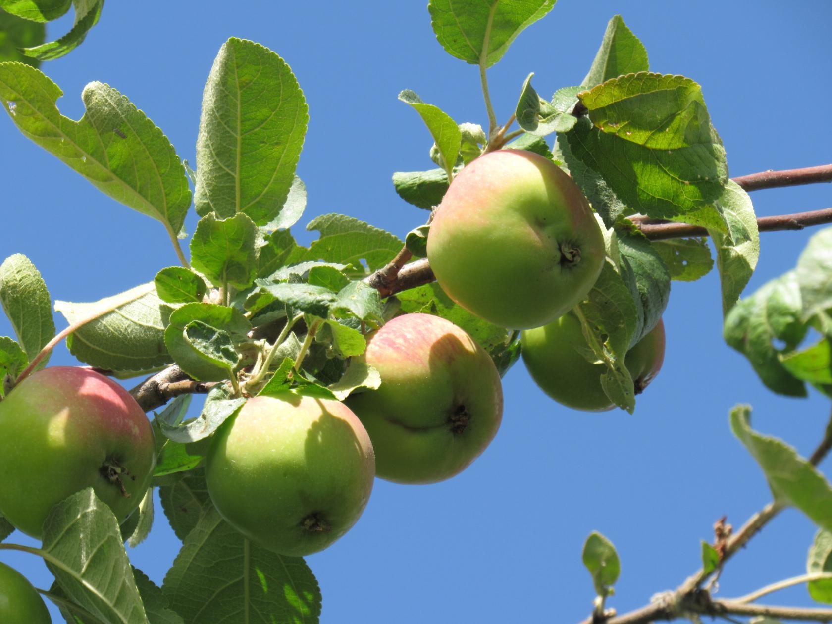Урожайное Сусова сорт яблок