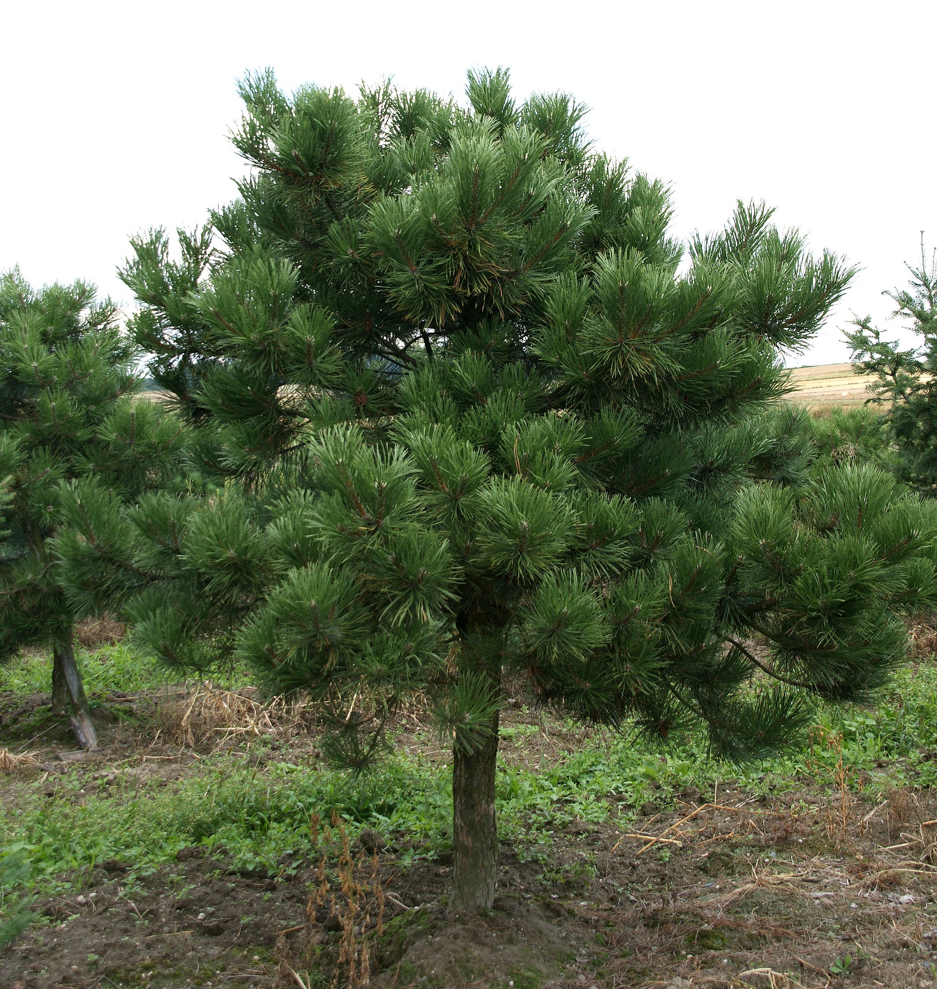 Pinus nigra Крымская сосна