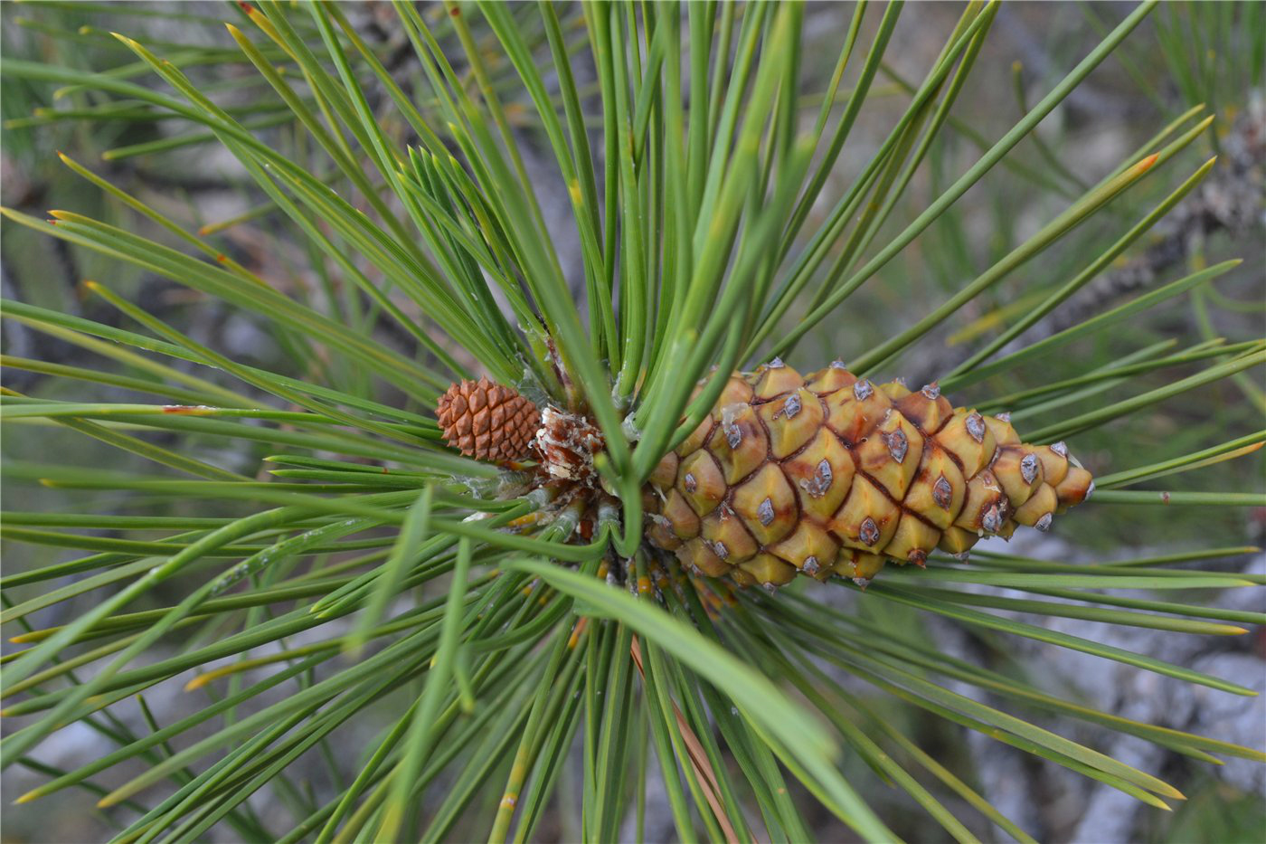 Сосна Крымская (Pinus pallasiana)