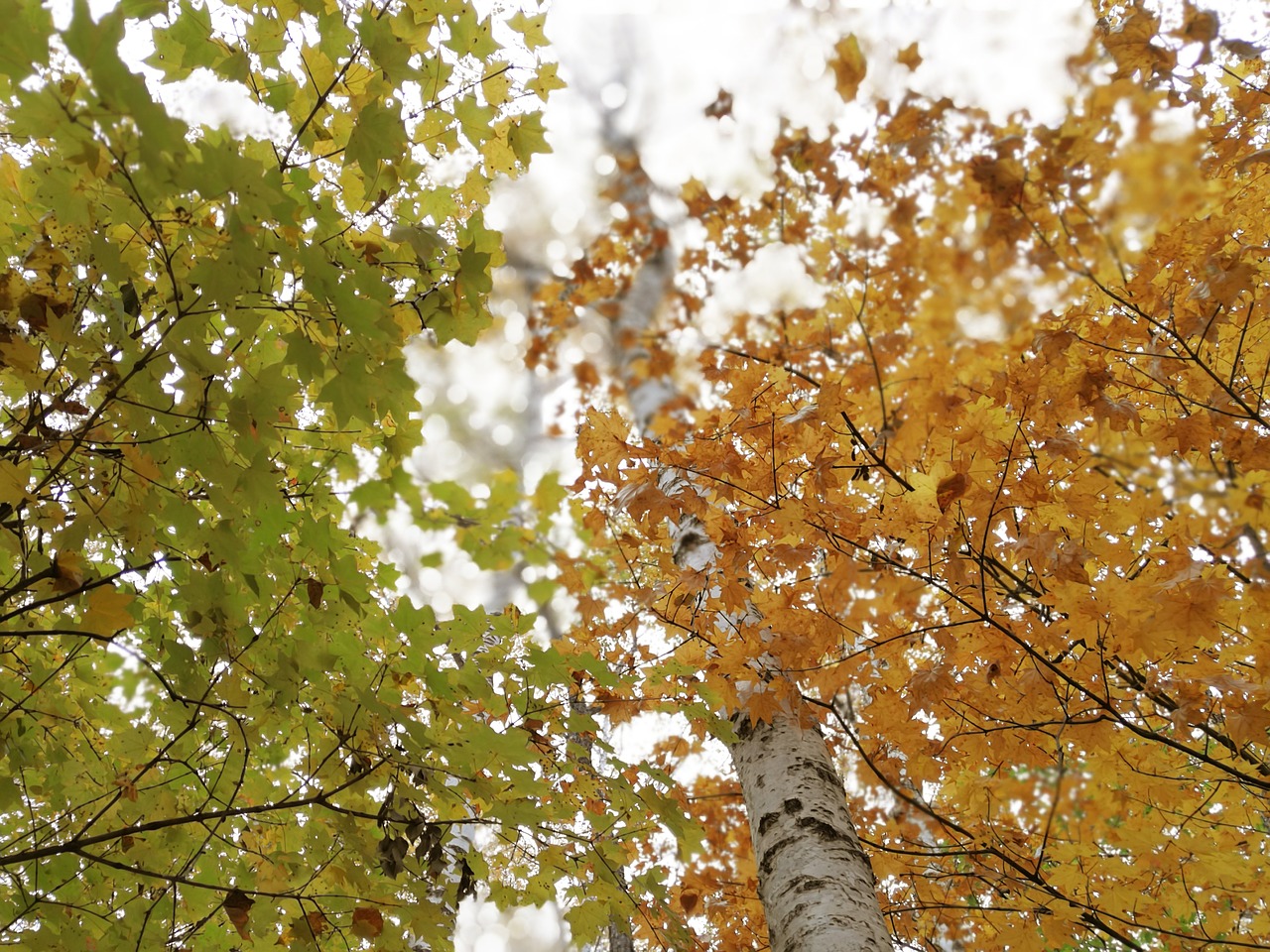Береза с коричневой листвой