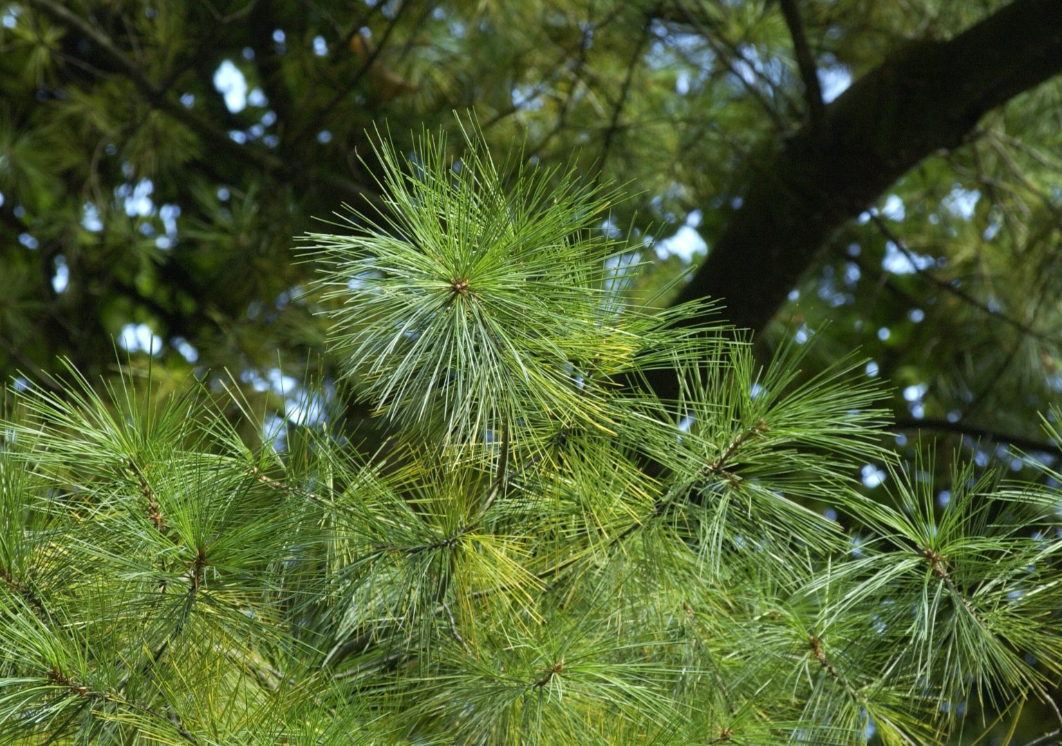 Сосна Веймутова (Pinus strobus) ареал