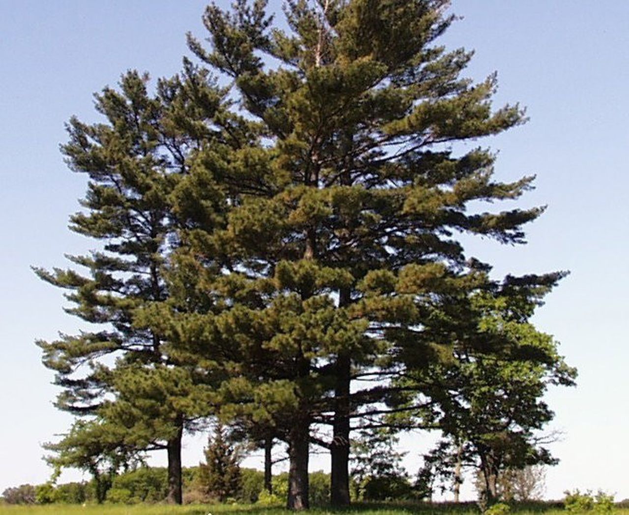 1. Сосна Веймутова – Pinus veimutovi сем. Сосновые – Pinaceae