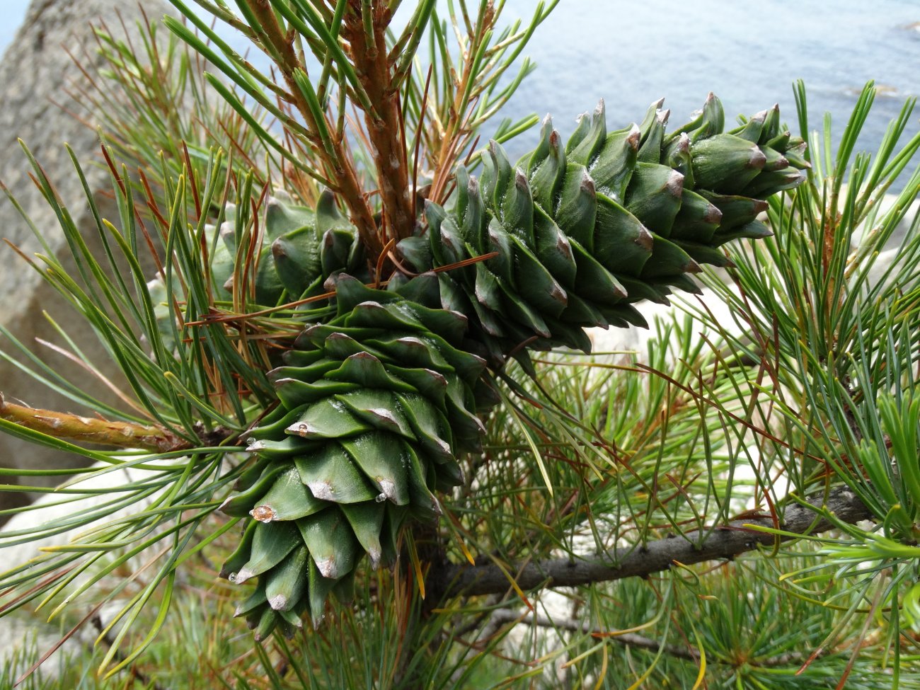 Кедр корейский Pinus koraiensis
