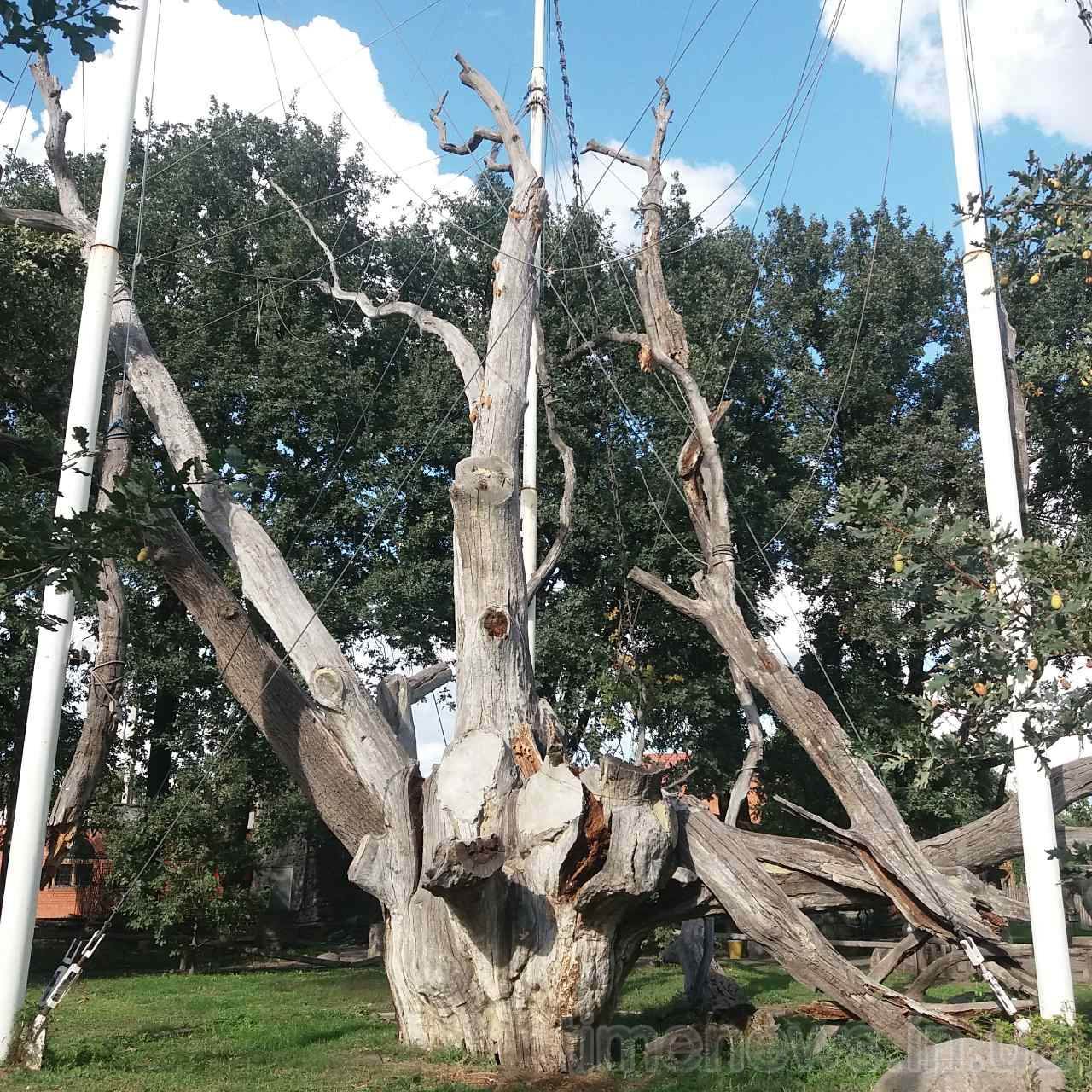 Запорожский дуб великан