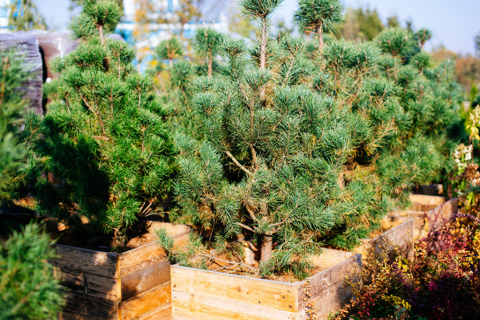 Саженец сосны (Pinus Sylvestris)