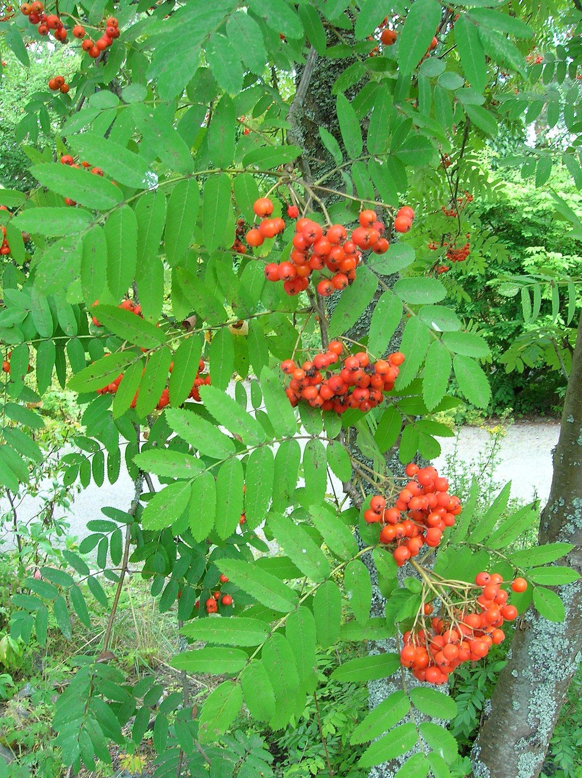 Рябина Сибирская (Sorbus sibirica)