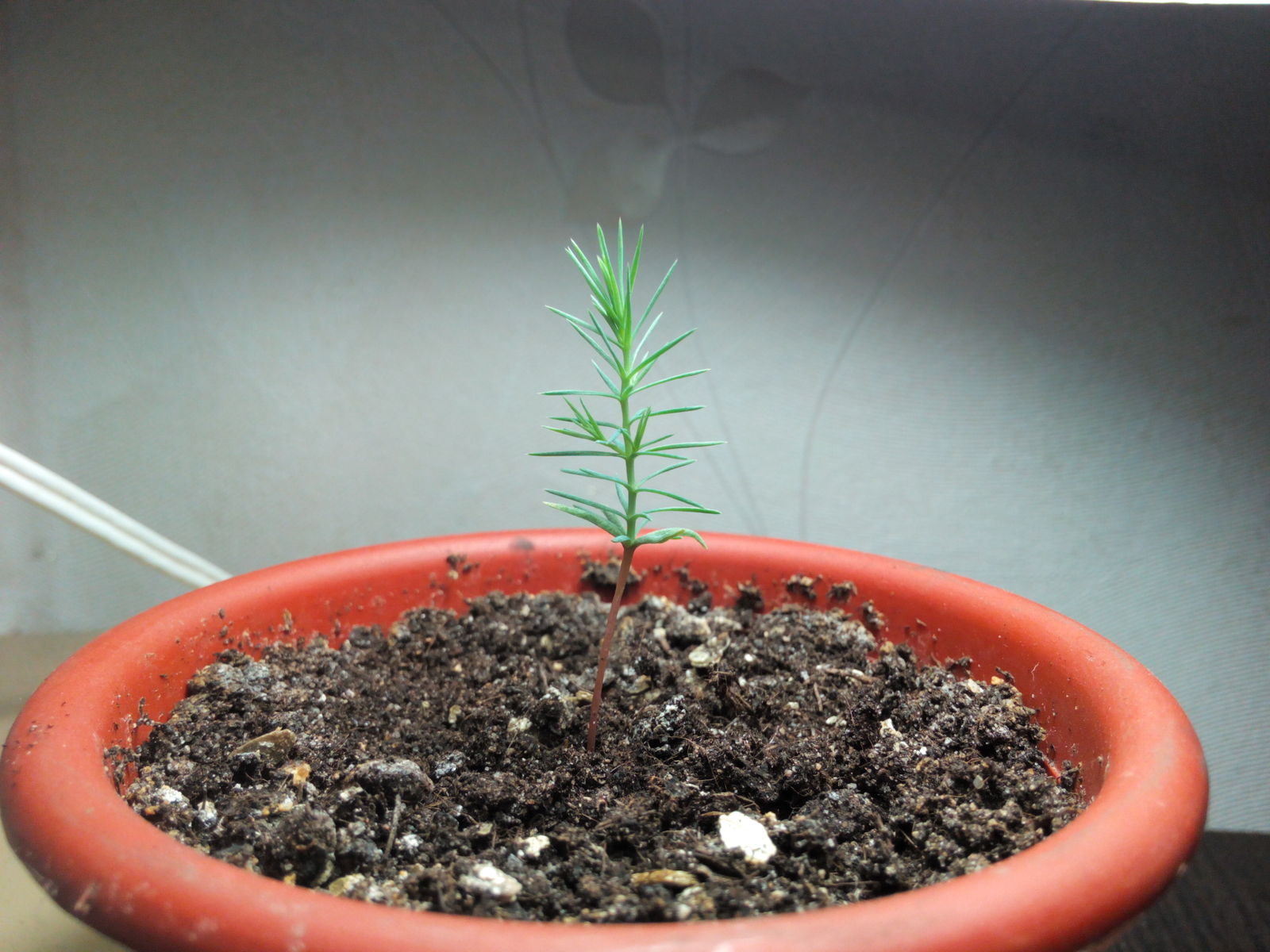 Как растет елка из семян фото по годам