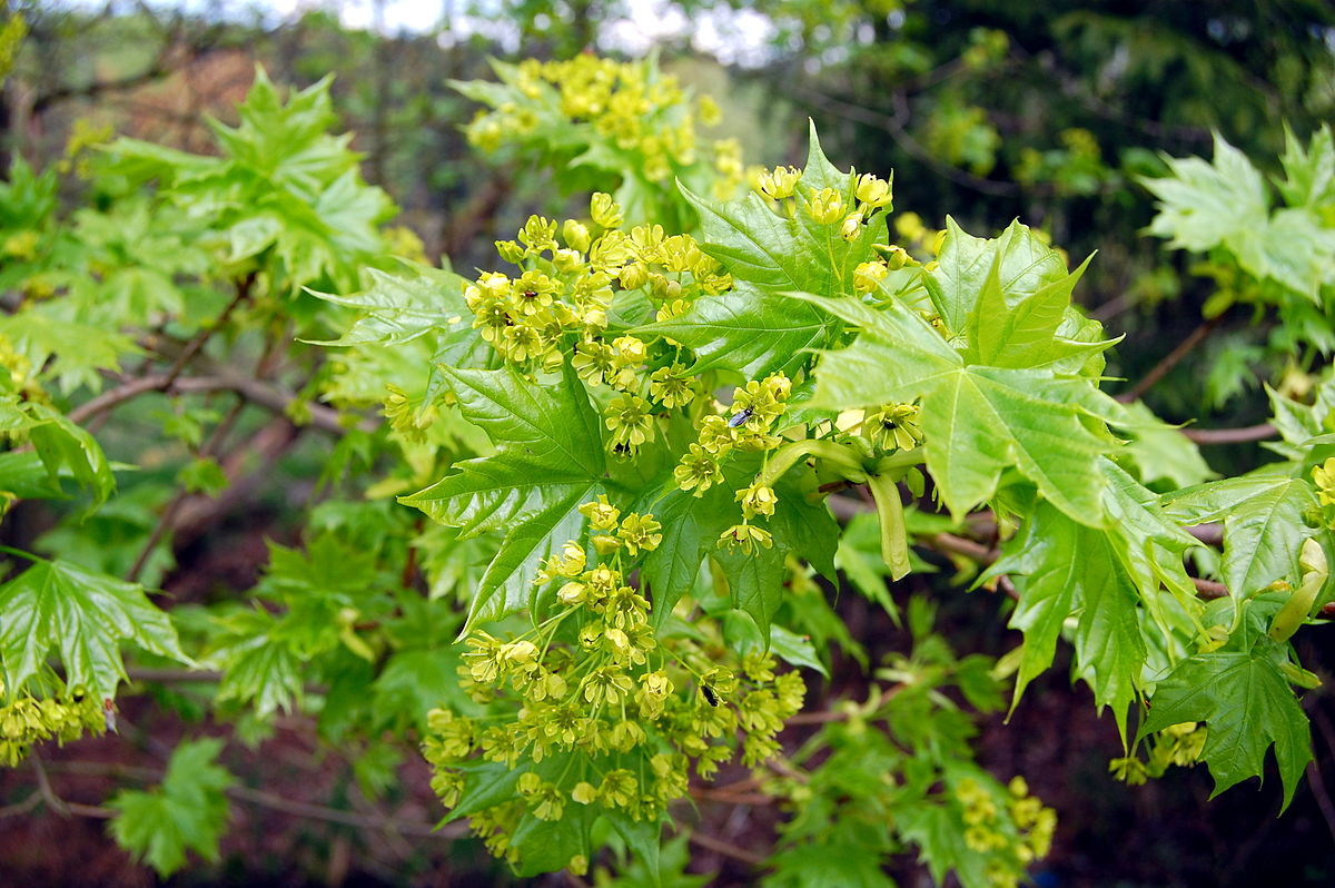 Acer platanoides соцветие