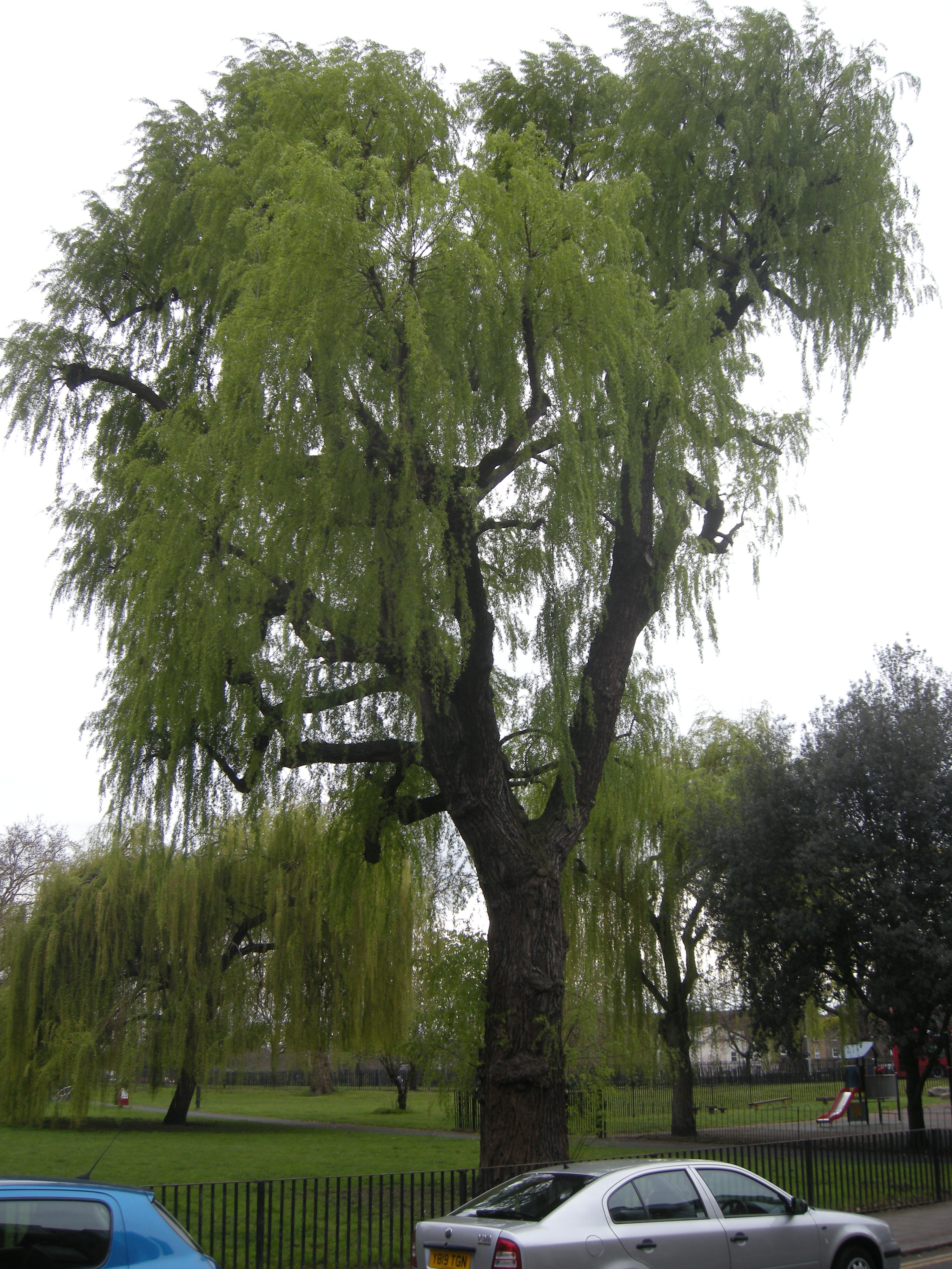 Ива белая (Salix Alba l.)