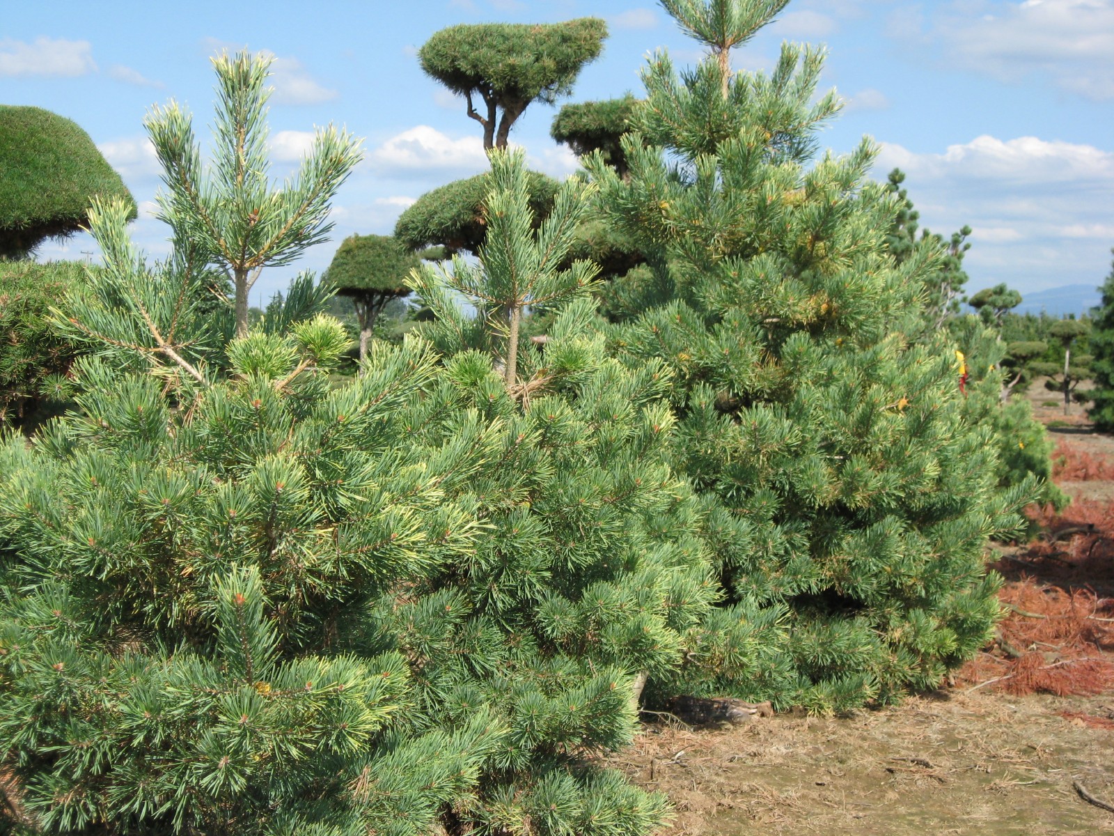 Русское хвойное. Сосна Pinus Sylvestris. Pinus Sylvestris Bonna. Сосна обыкновенная Pinus Sylvestris. Сосна обыкновенная Голд коин.