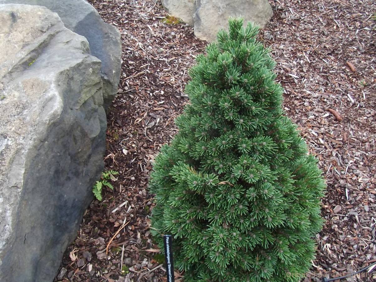 Pinus aristata Sherwood Compact