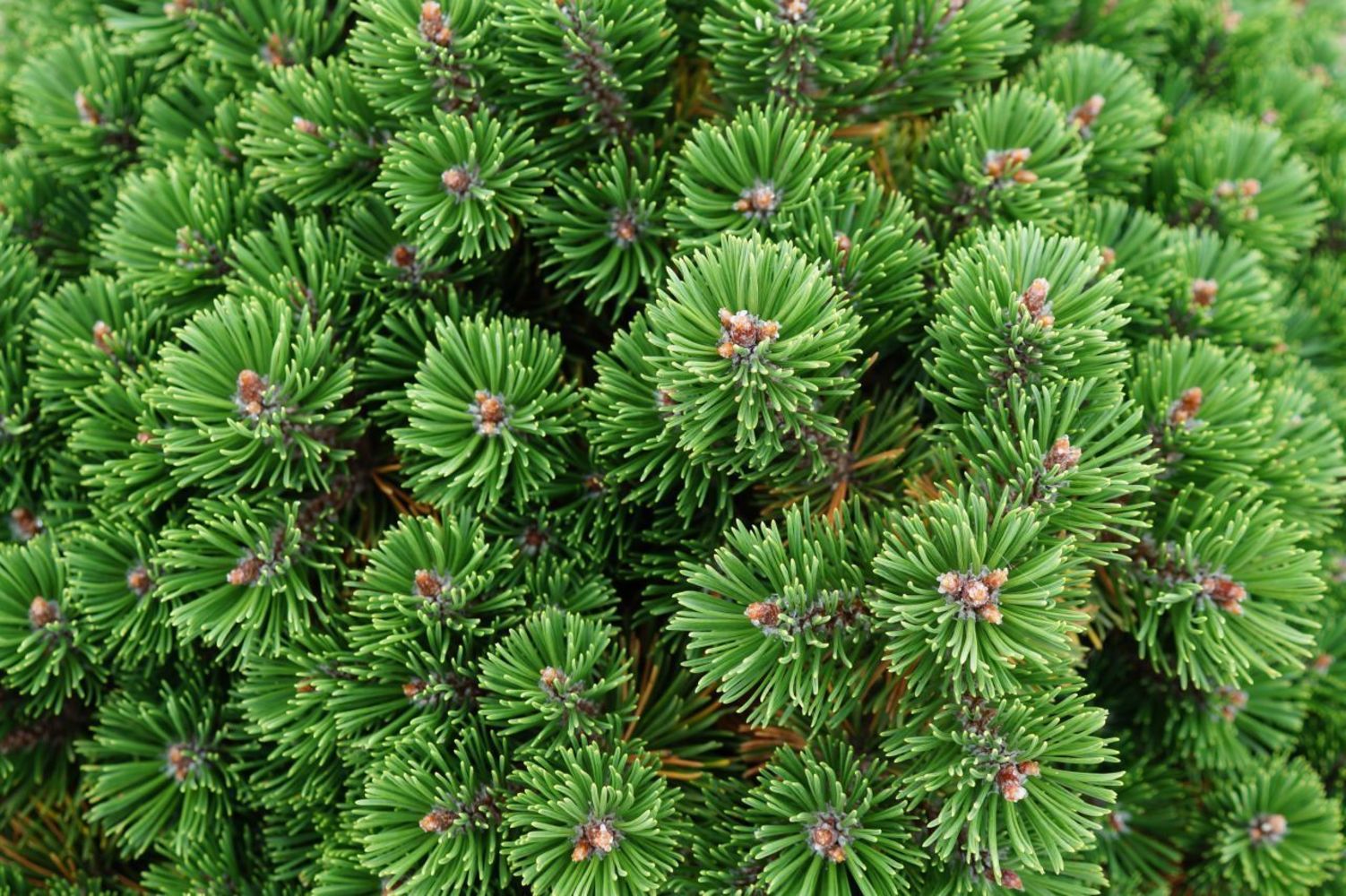 Сосна Горная Pinus mugo 'Sherwood Compact
