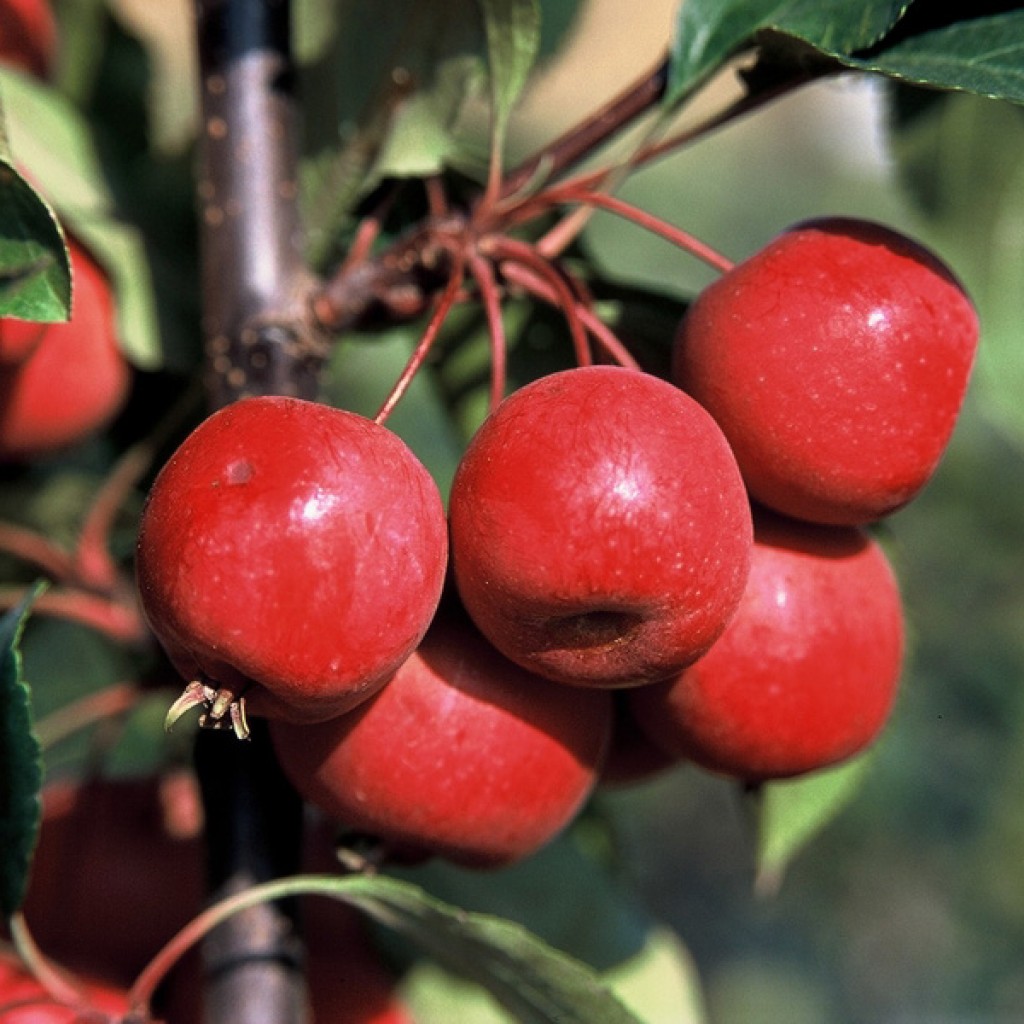 Яблоня недзвецкого фото и описание плоды