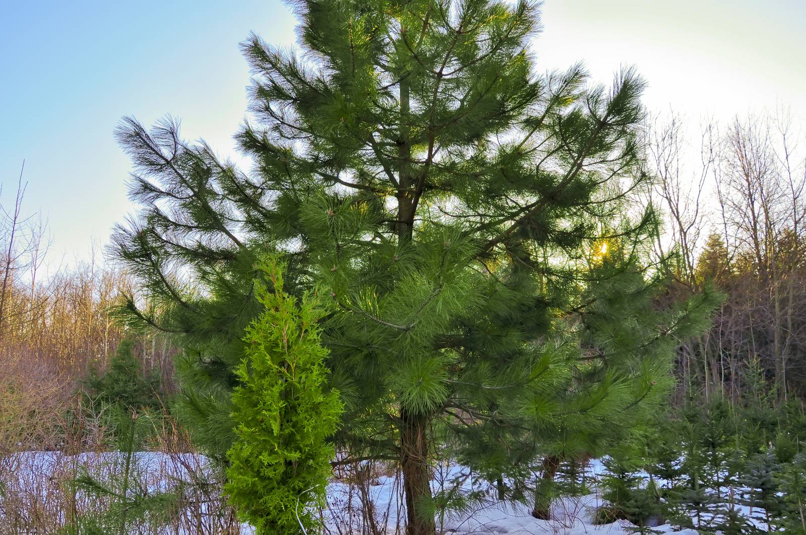 Хвойная видео. Сосны Pinus lambertiana. Сосна Ламберта сахарная. Сосна Ламберта (Pinus lambertiana). Шишка сосны Pinus lambertiana.