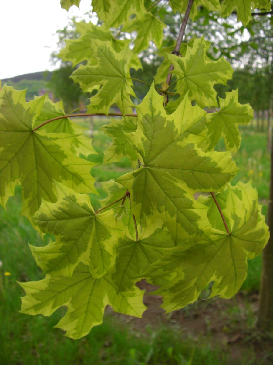 Acer platanoides 'stollii'