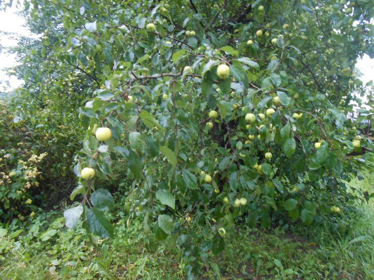 Дикая яблоня в лесу