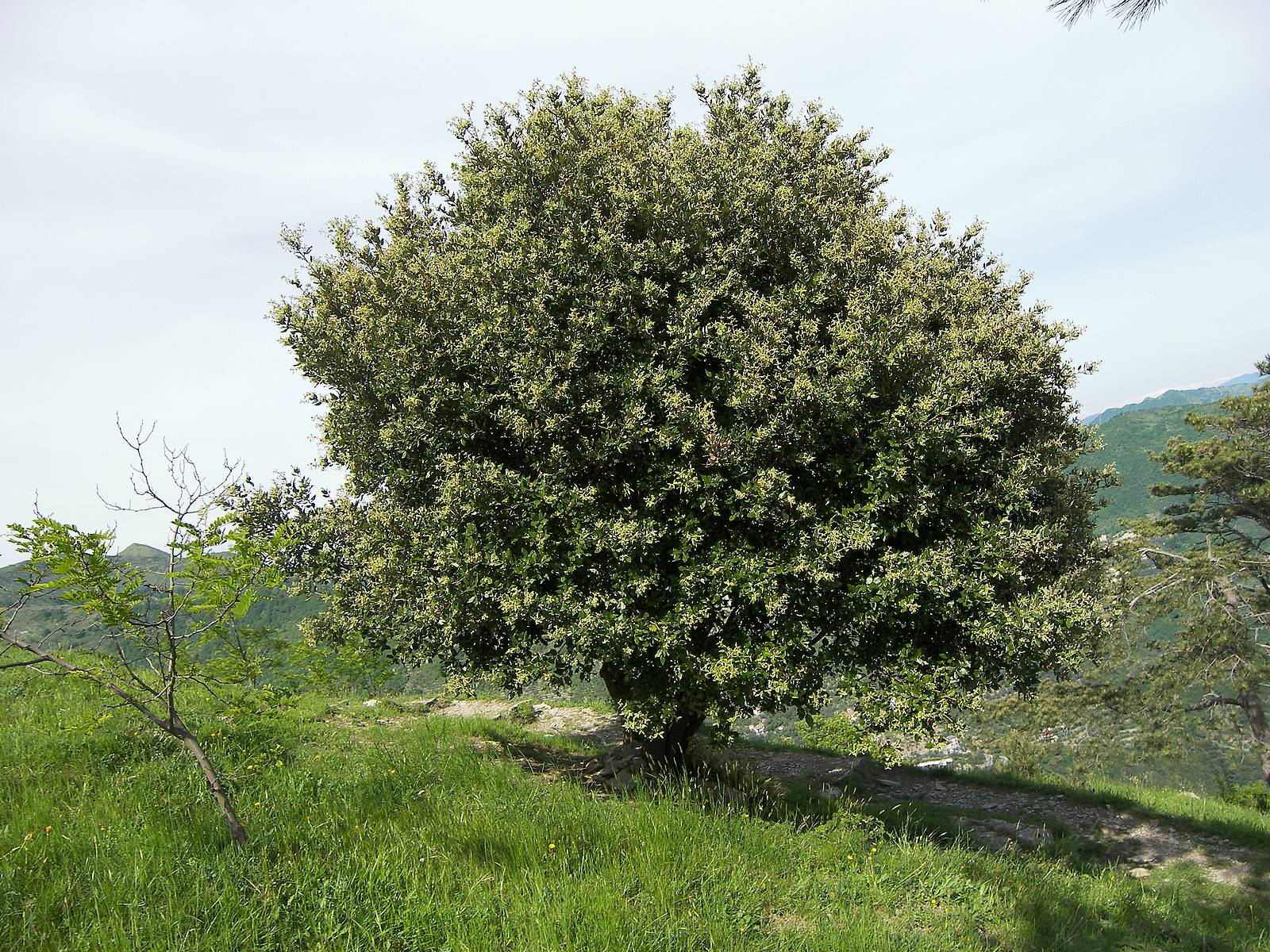 Дуб вечнозеленый (Quercus)