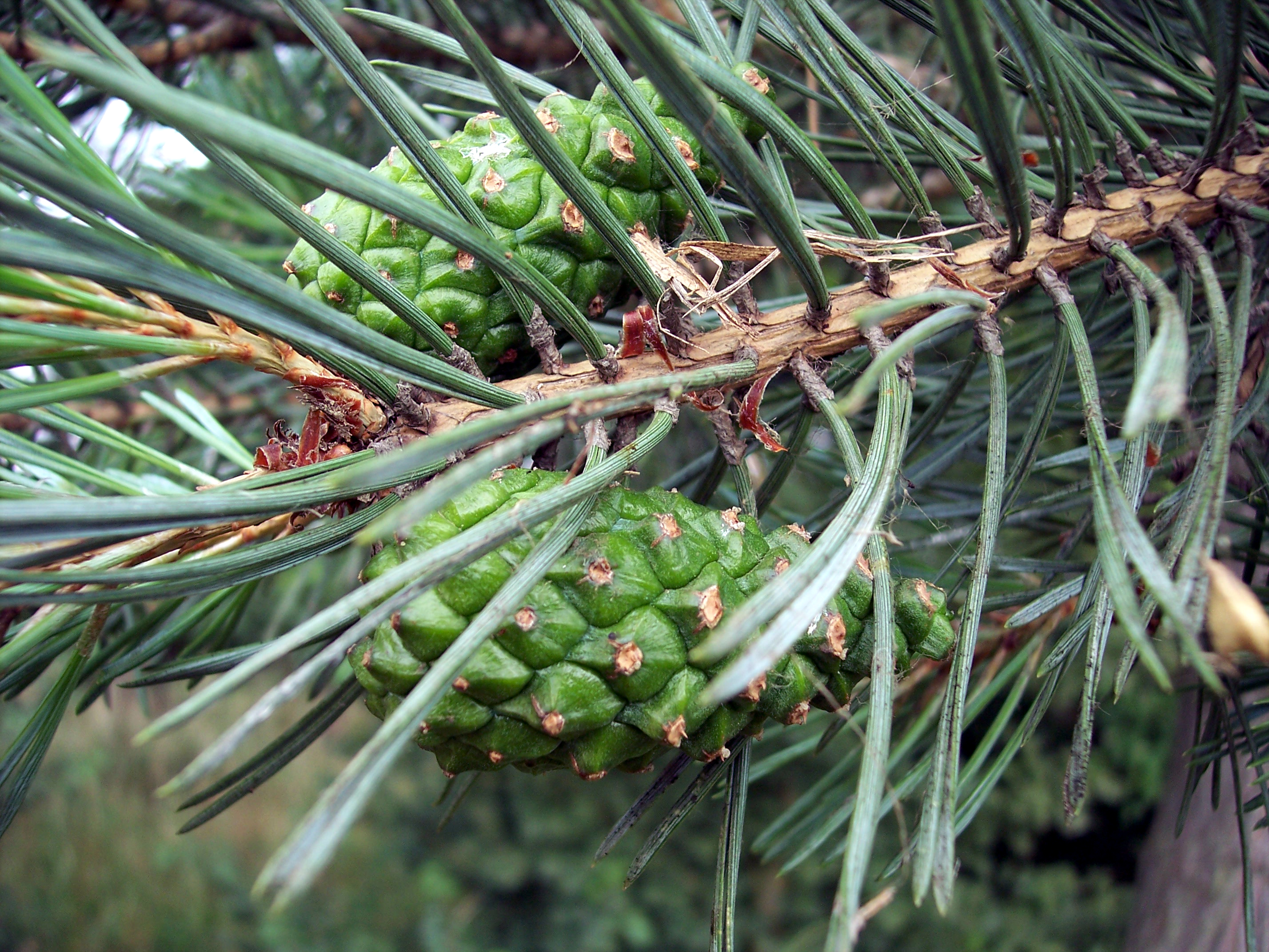Хвоя сосны обыкновенной(Pinus Sylvestris)