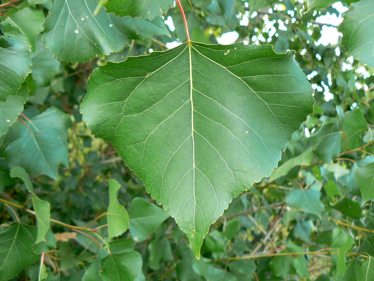 Тополь черный (осокорь) - Populus nigra l.