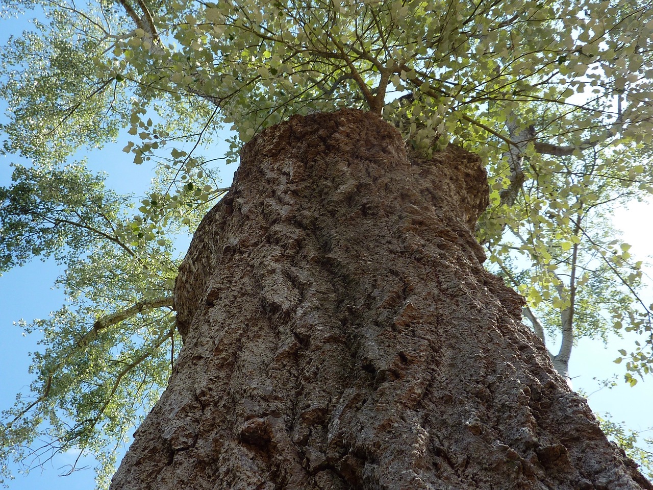 Корзинное дерево в природе фото