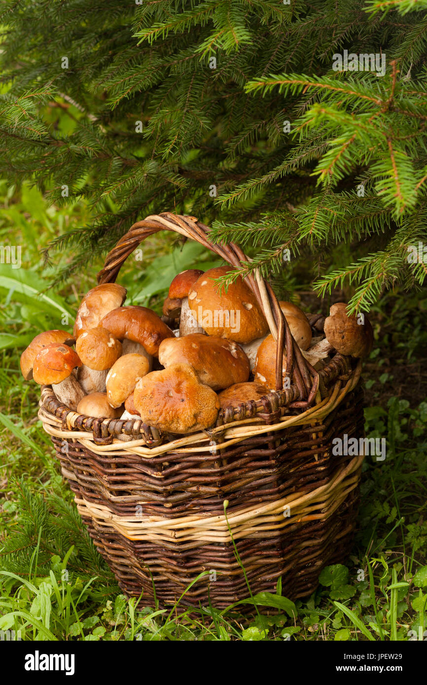 Осень грибы в лукошке